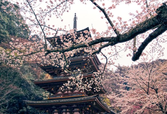 cherry-blossoms-sakura-spring-2